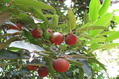 Diospyros malabarica